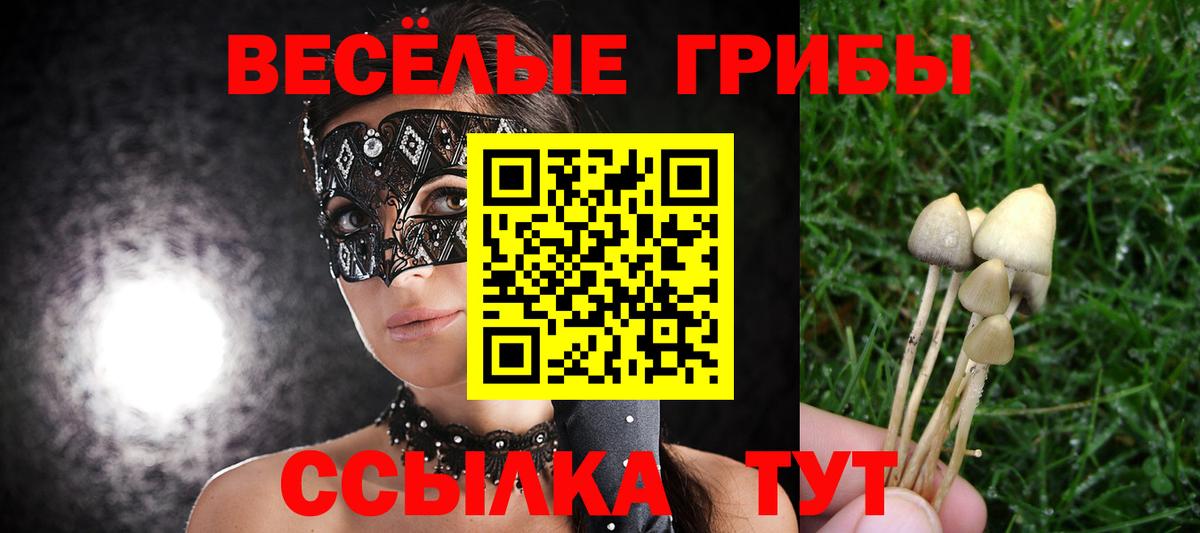 Псилоцибиновые грибы Psilocybe Киселёвск